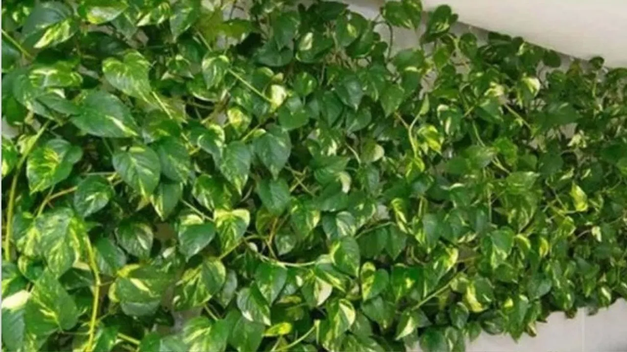 Money Plant 1 (1)
