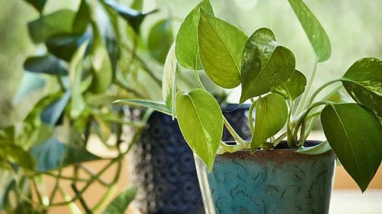 Money Plant 6 (1)