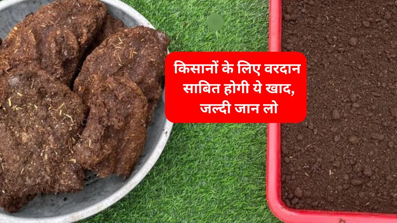 How to make fertilizer from dung cakes