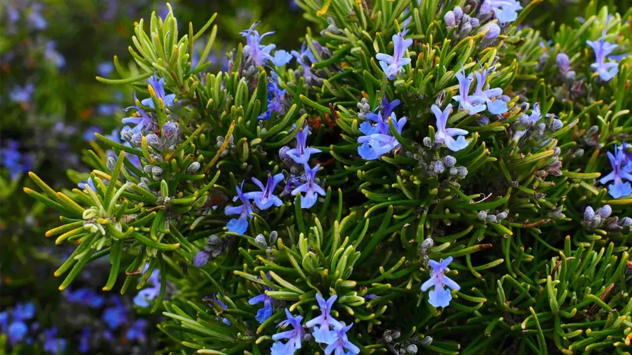 plant