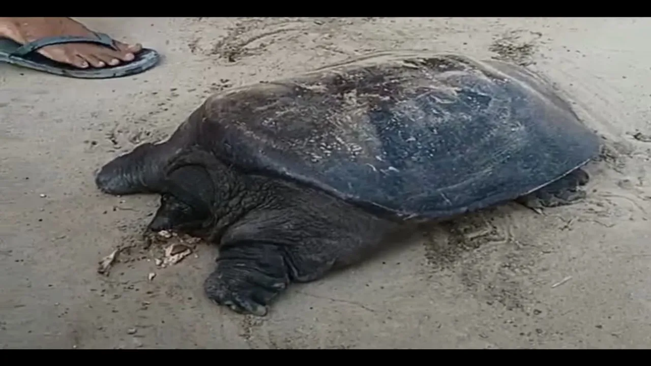 rare species turtle
