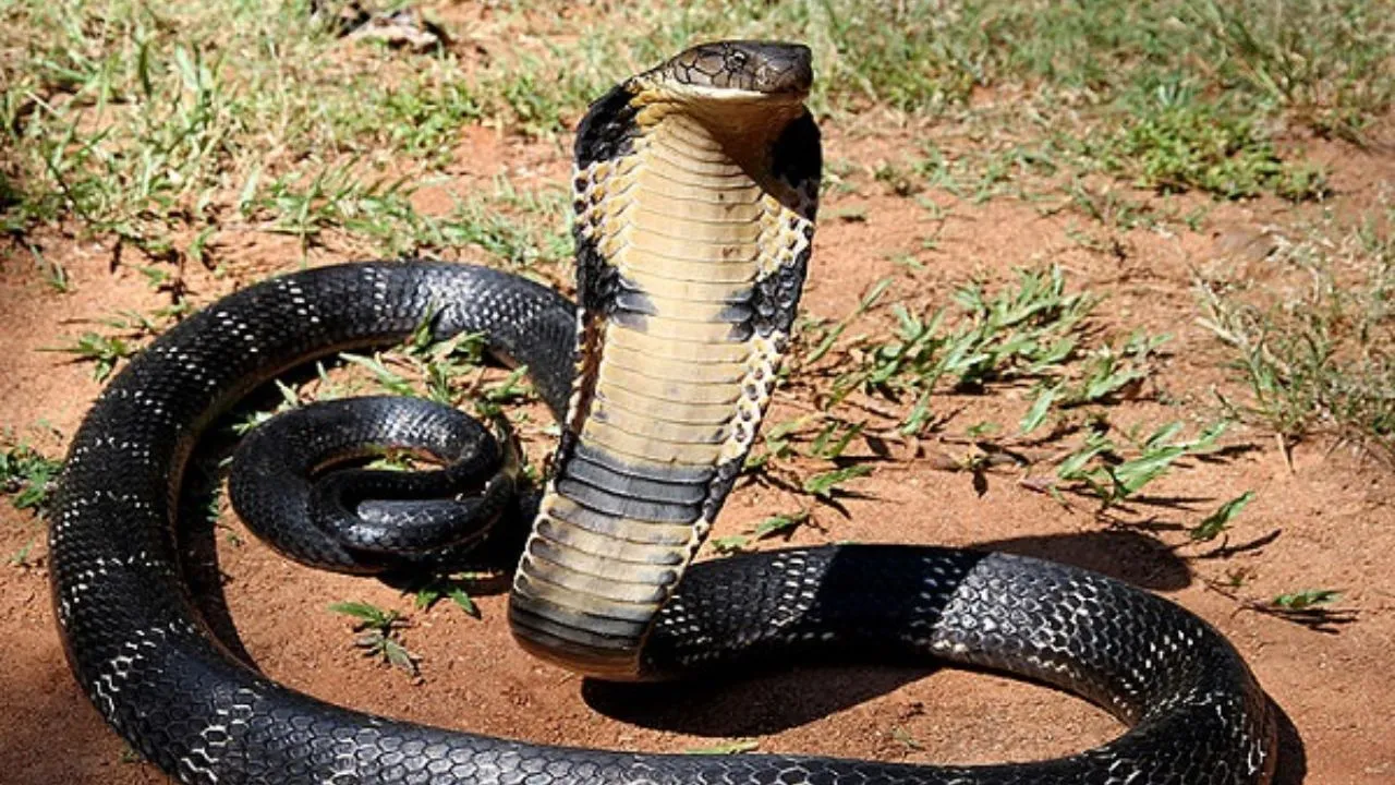 snake 