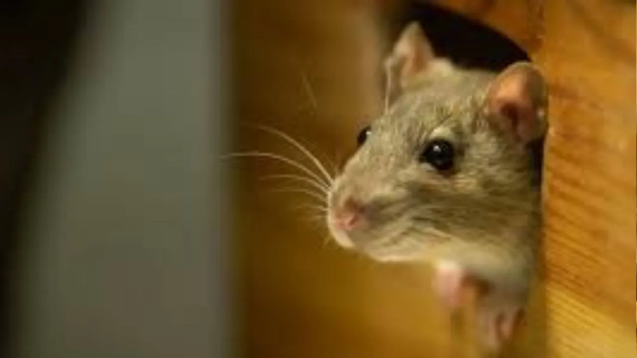 rat 2