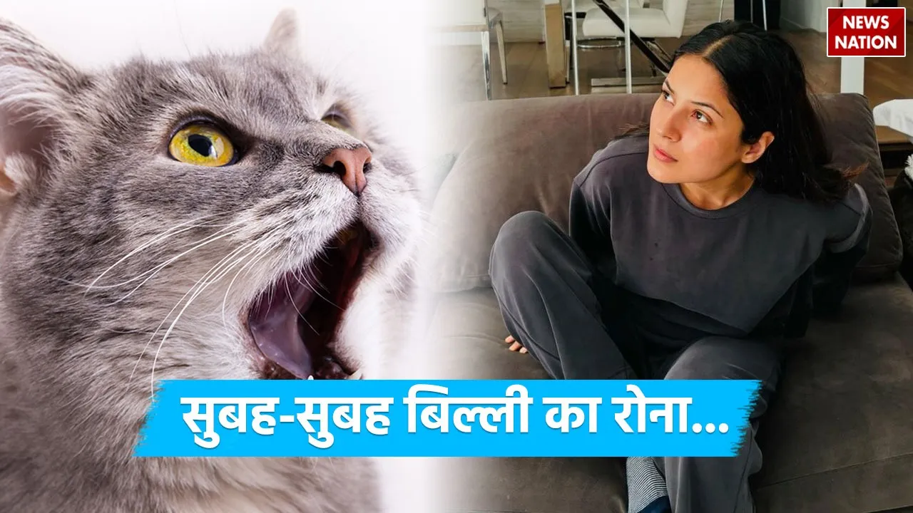 cat crying outside Shehnaaz Gill house
