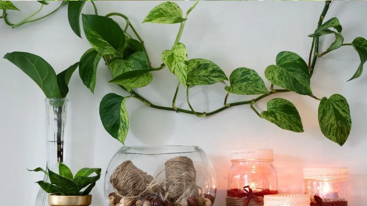 Money Plant 4 (1)