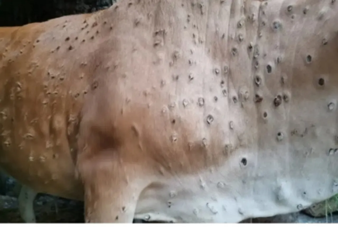 Lumpy skin disease disease spread in Uttarakhand, skp