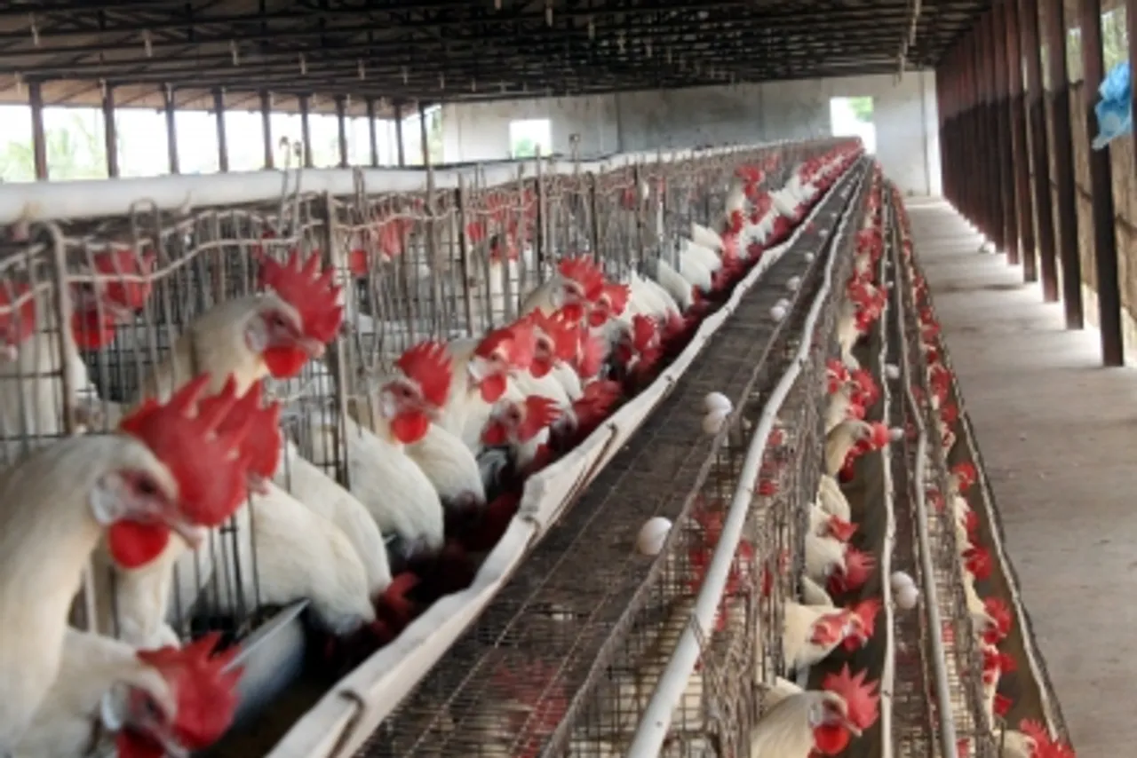 (140415) Hyderabad: Poultry Farm