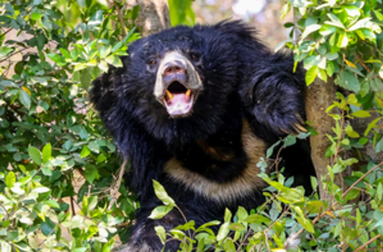 Jamshedpur: A Himalayan sloth bear plays inside its enclosure on a hot summer day at a Zoological Park