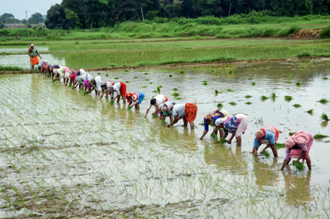 Farmers Plant Paddy in Ranchi