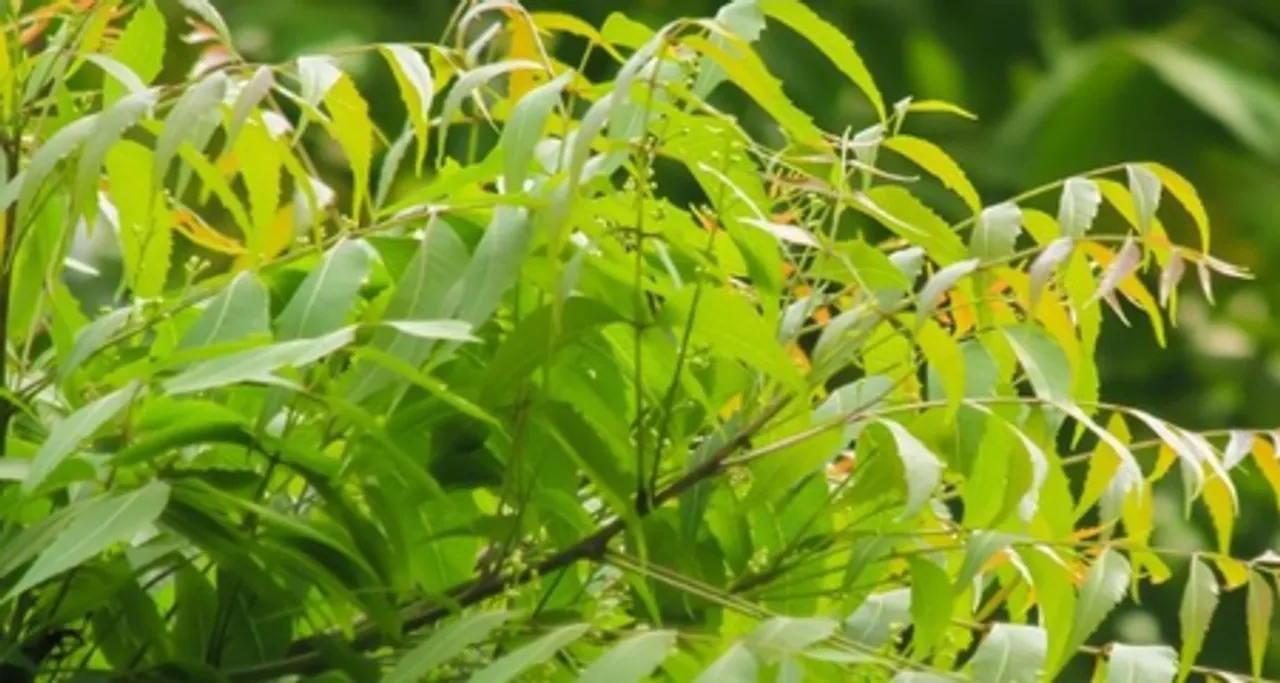 Neem tree Benefit
