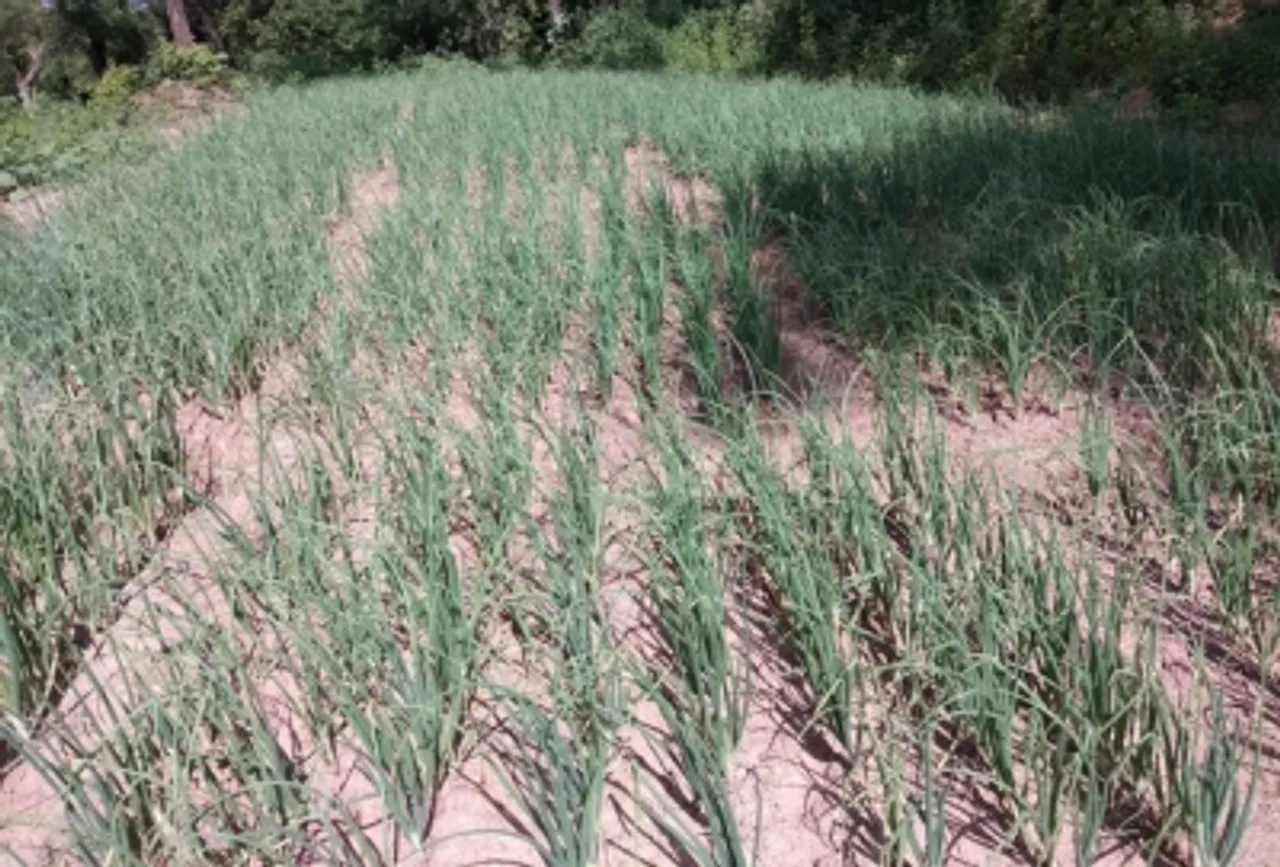 Total area sown under kharif crops crosses 708 lakh hectares