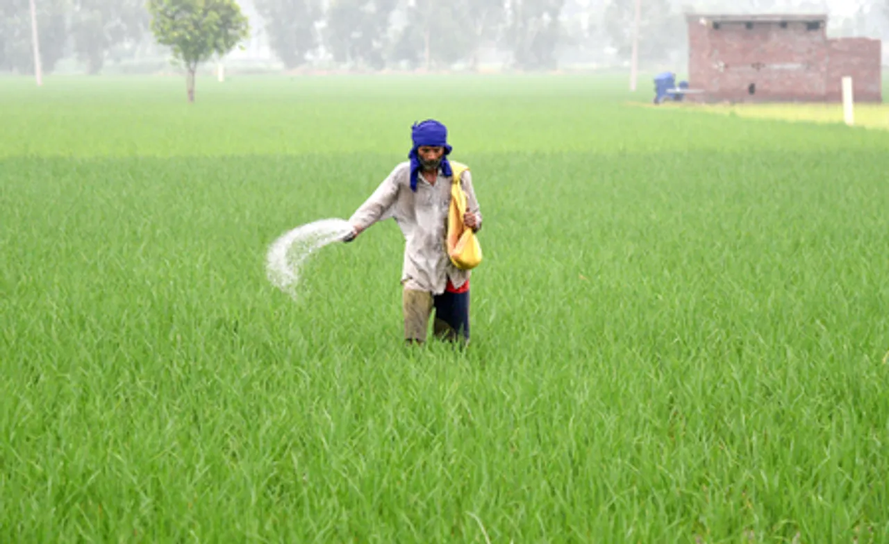 Amritsar: A farmer sprinkles fertiliser in a paddy field