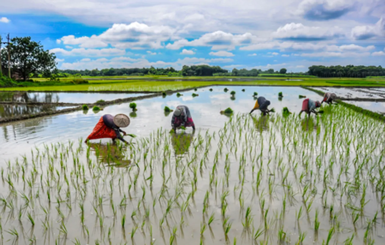 Nadia: Women at Work in Paddy Field