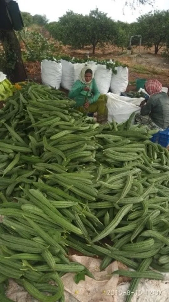 डायबिटीज से त्वचा रोग तक, हर समस्या का एक समाधान तोरई