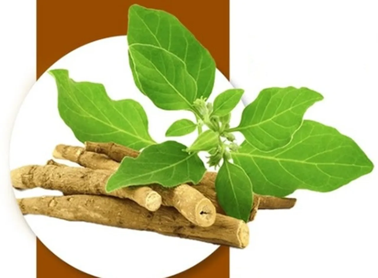 इम्यून सिस्टम को बूस्ट तो तनाव को छूमंतर करता है ये कमाल का ‘इंडियन विंटर चेरी’