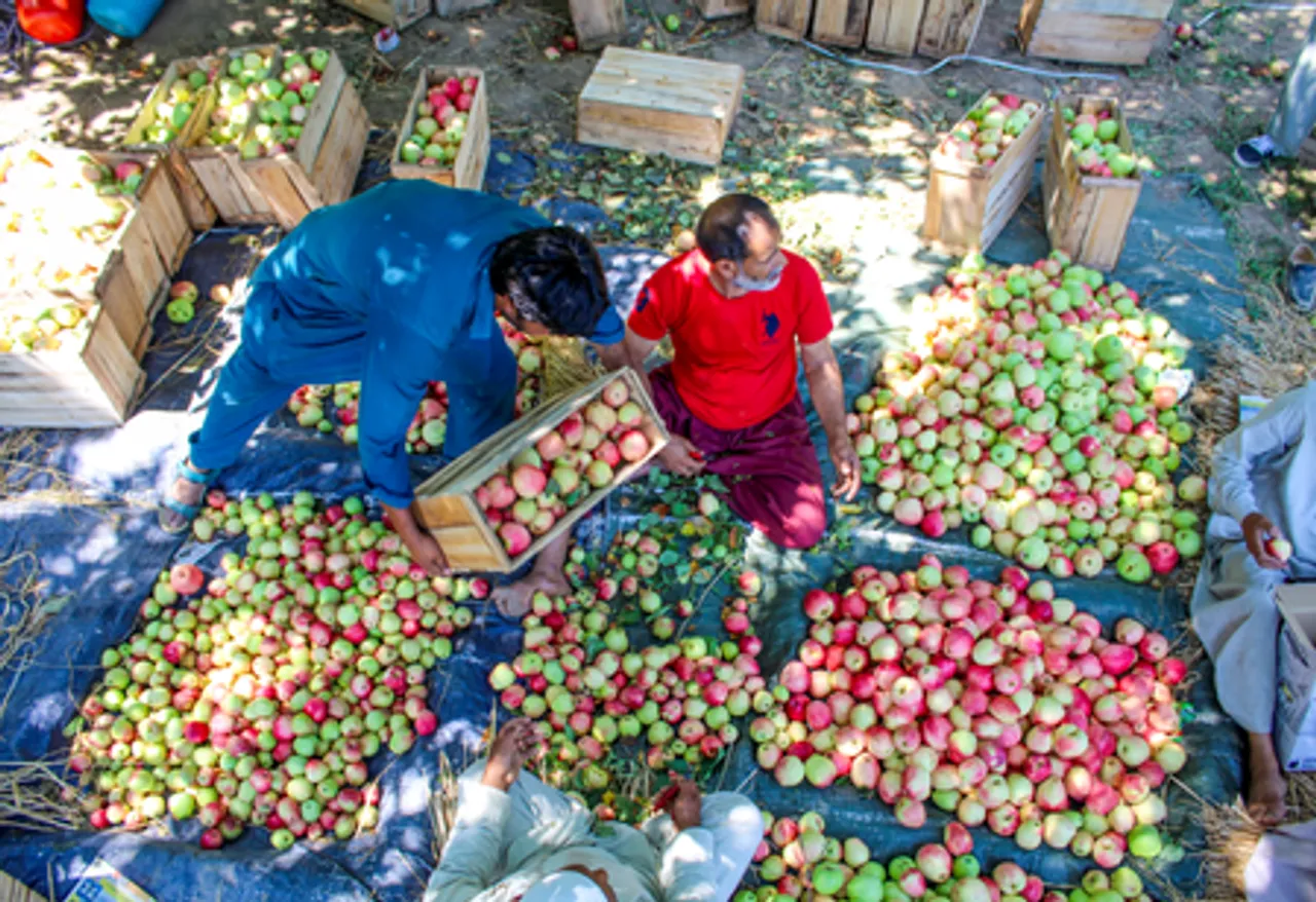 Srinagar: Apple Harvest Heads to Markets Across India