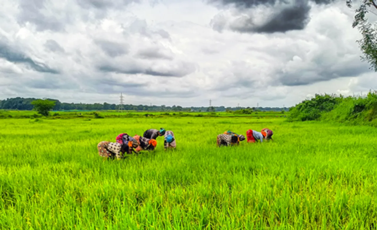 Bastar: Farmers at work in paddy field