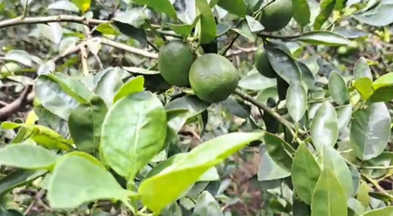 Odisha: Angul lemons exported to US; Farmers reap higher profits