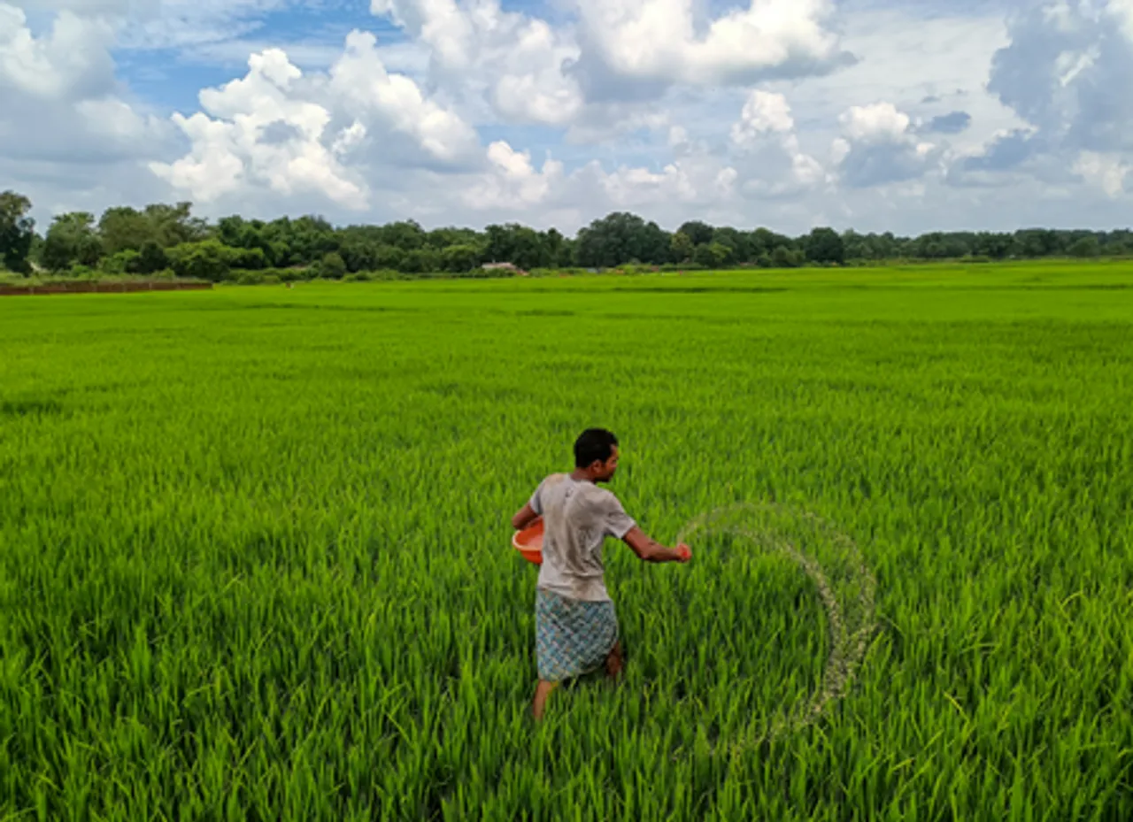 Bastar: Farmer applies fertilizer in a paddy fields
