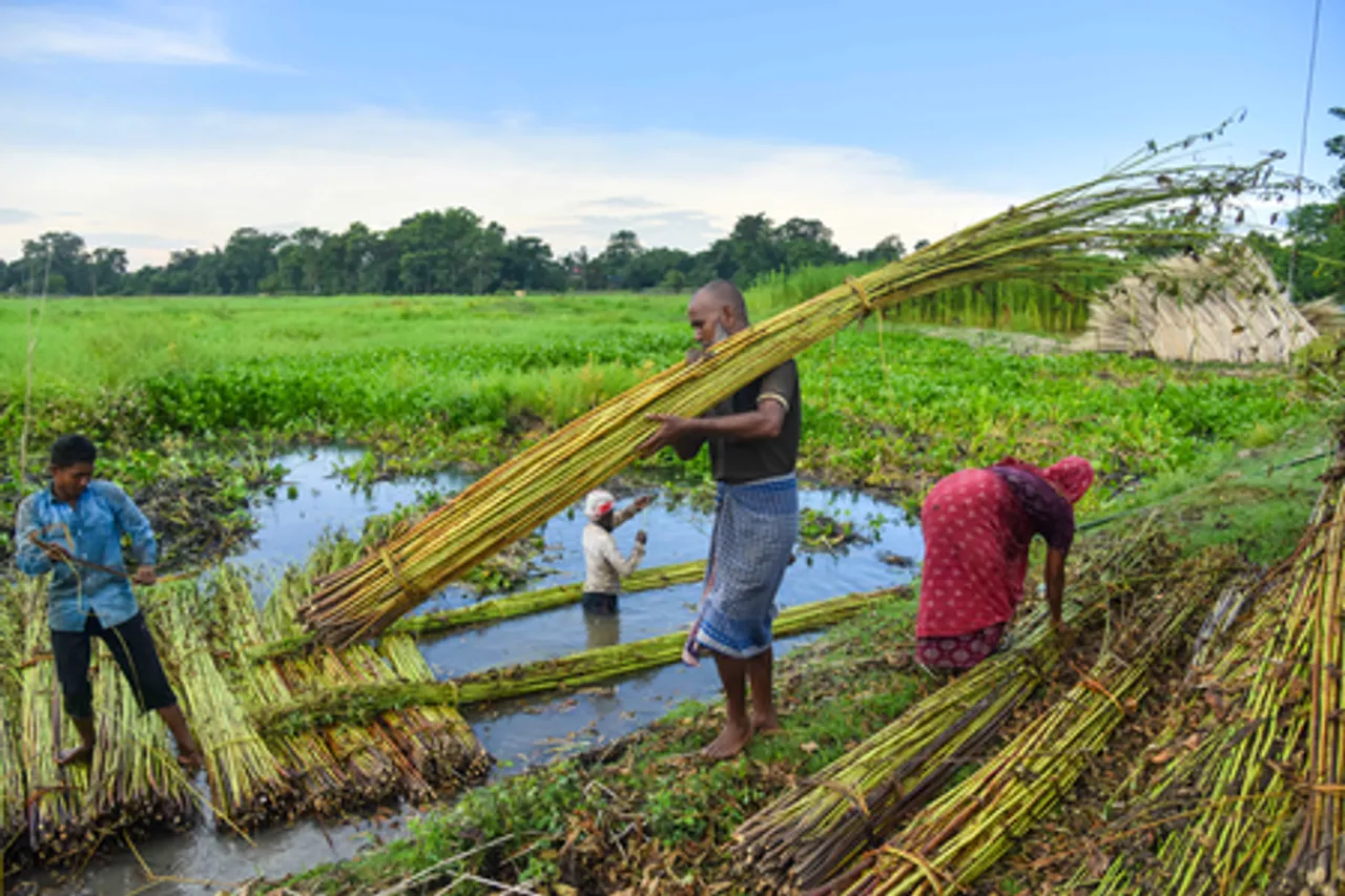 Nagaon: Farmers harvest jute