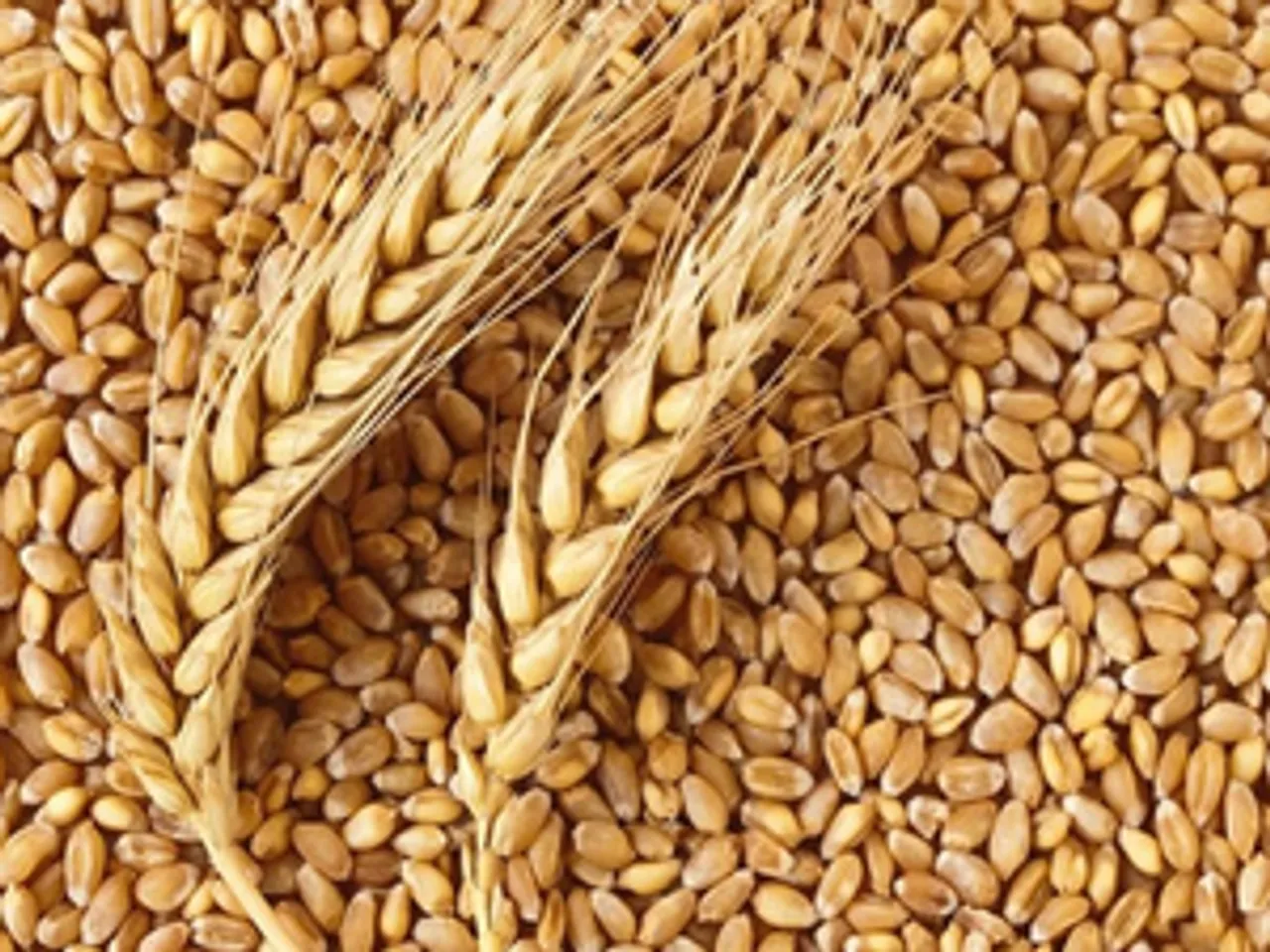 Cabinet approves hike in MSP for rabi crops