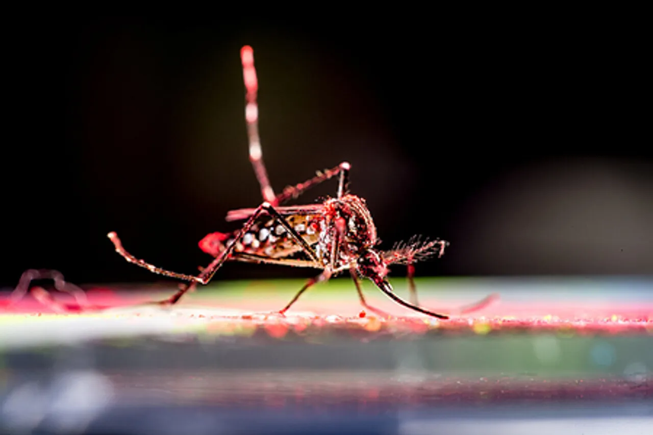 Study shows size, severity of chikungunya outbreaks unpredictable