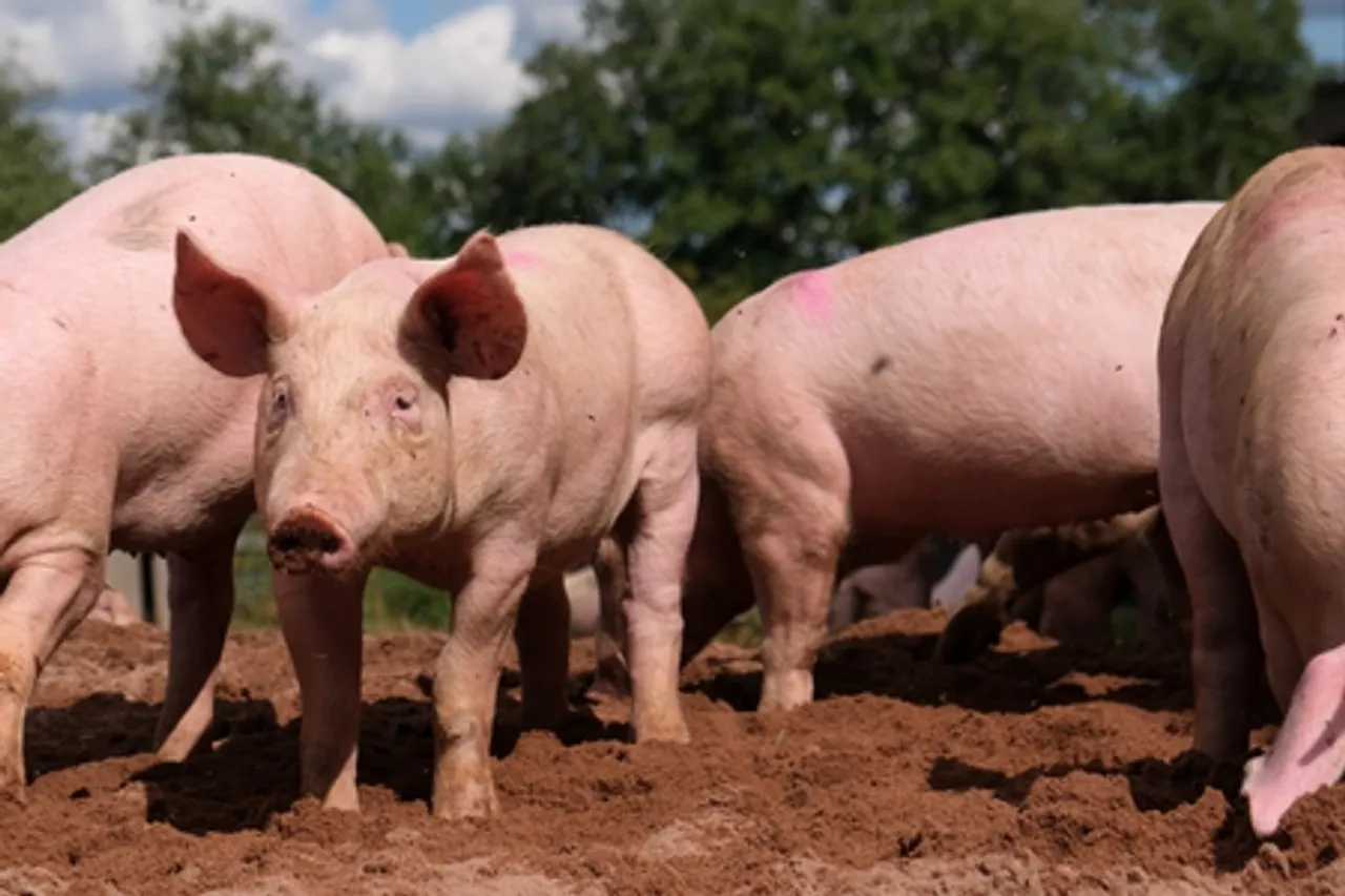 Sri Lanka issues extraordinary gazette on measures to prevent spread of swine fever