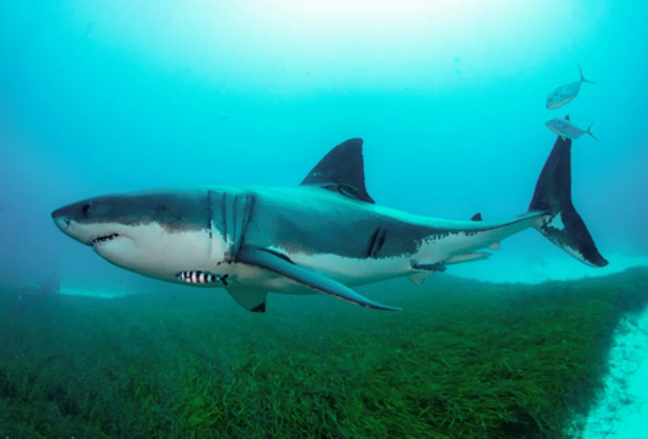 Teenage boy in critical condition following shark attack in Australia's far north
