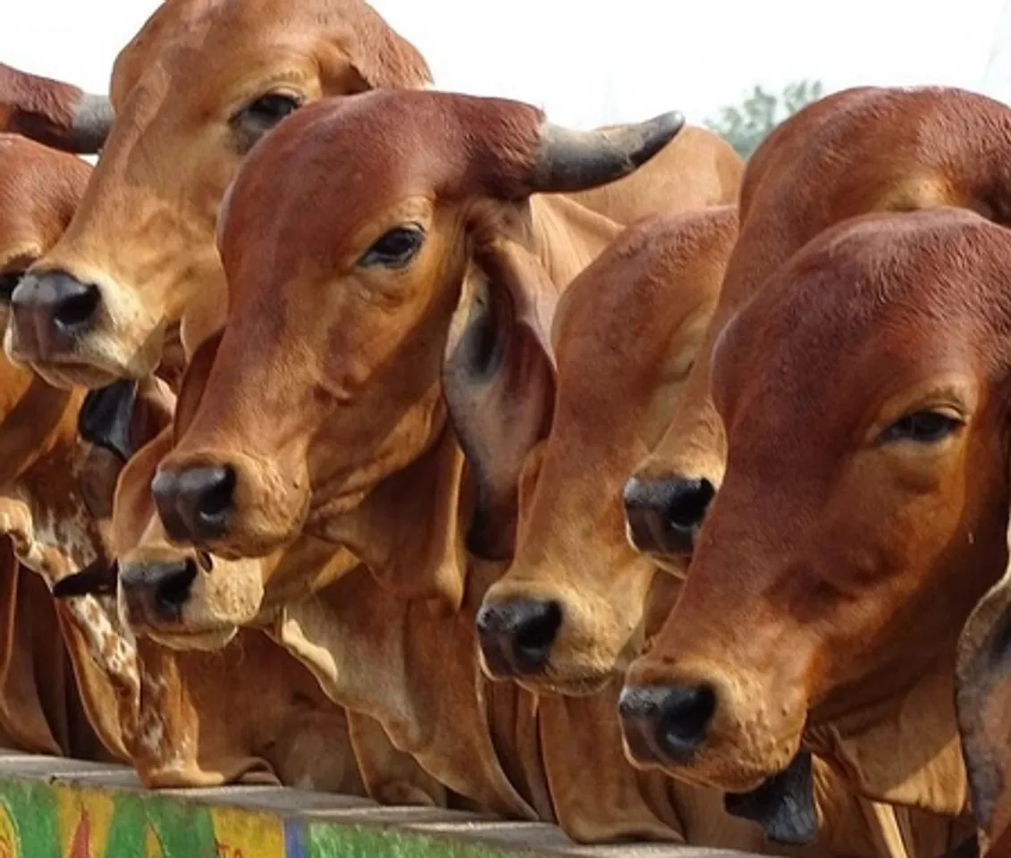 Dairy sector gets big push as projects worth Rs 947 crore kick off
