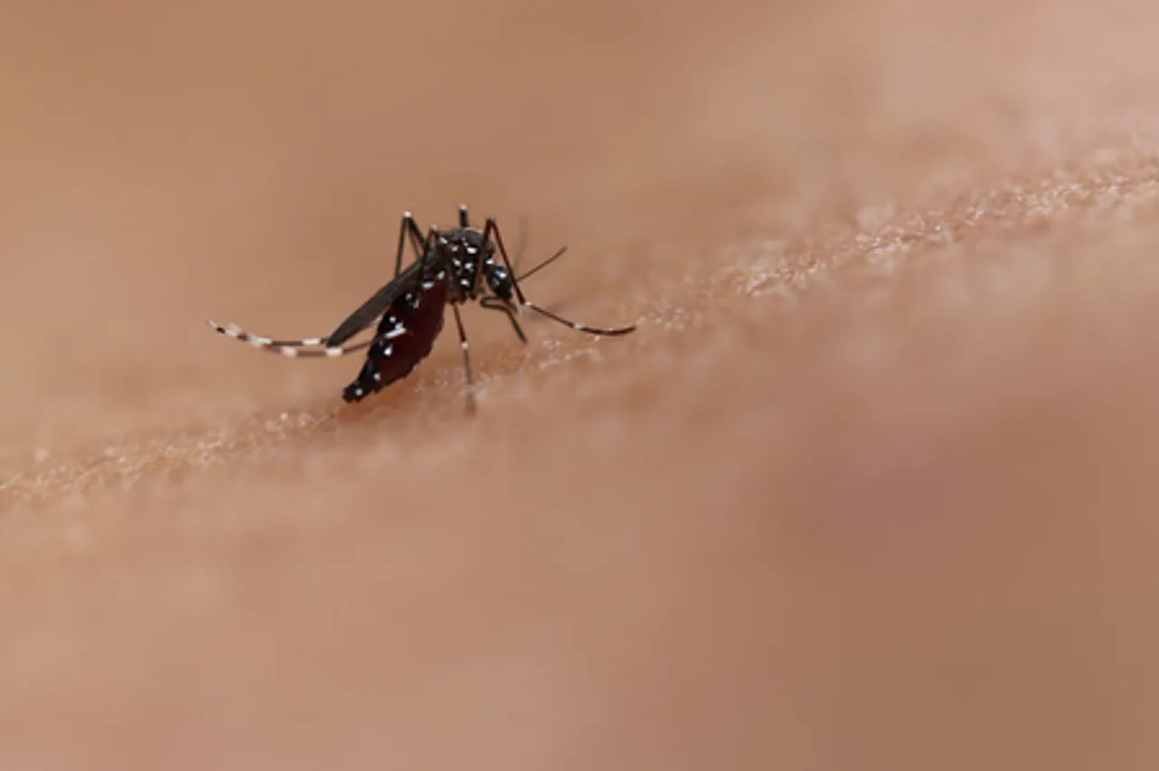 Mosquito saliva may boost body’s immune system against chikungunya