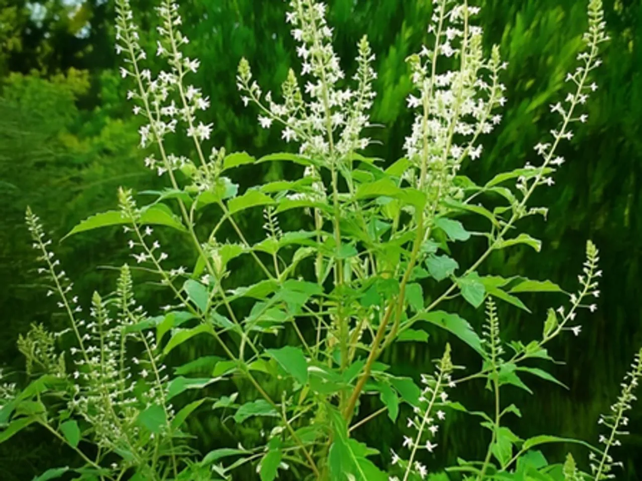 त्वचा, मासिक धर्म से लेकर घाव को भरने में मदद करता है निर्गुण्डी पौधा, जानें इसके चमत्कारी गुण