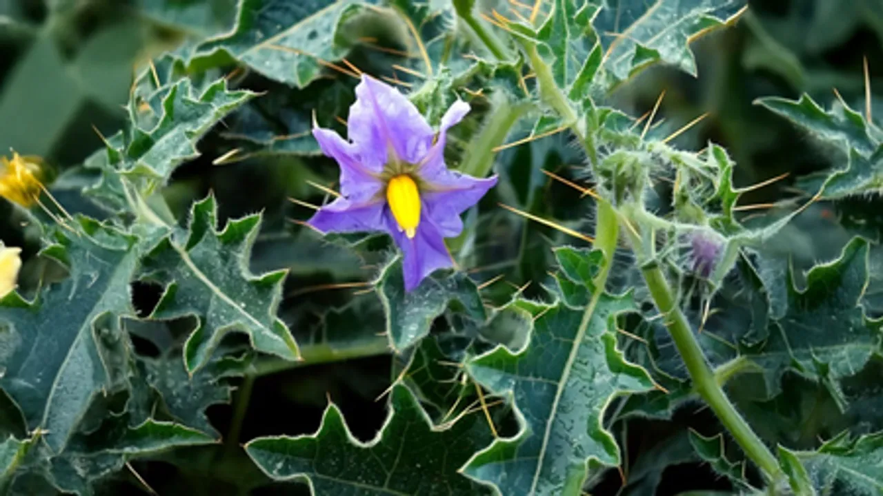 खांसी या दमा की समस्या से हैं परेशान, इस आयुर्वेदिक औषधि से मिलेगा आराम