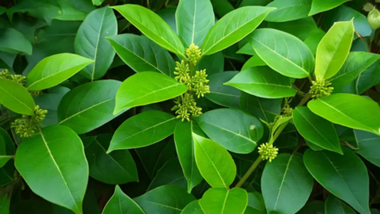 गुड़मार: डायबिटीज के मरीजों के लिए चमत्कारी जड़ी-बूटी, मीठे की क्रेविंग को भी करे कंट्रोल