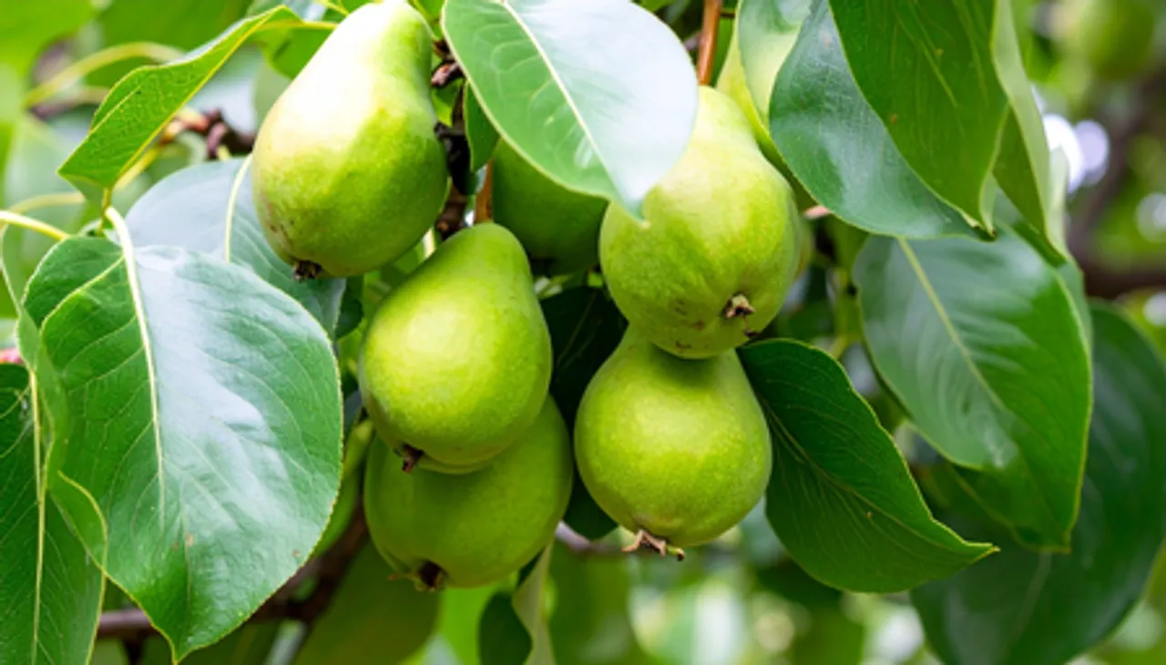 कब्ज से लेकर डायबिटीज तक, हर मर्ज की दवा है हरीतकी