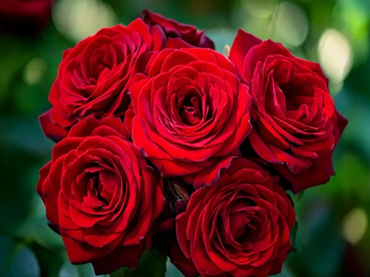 औषधि से कम नहीं है देसी गुलाब, पाचन से लेकर माइग्रेन तक में देता है आराम