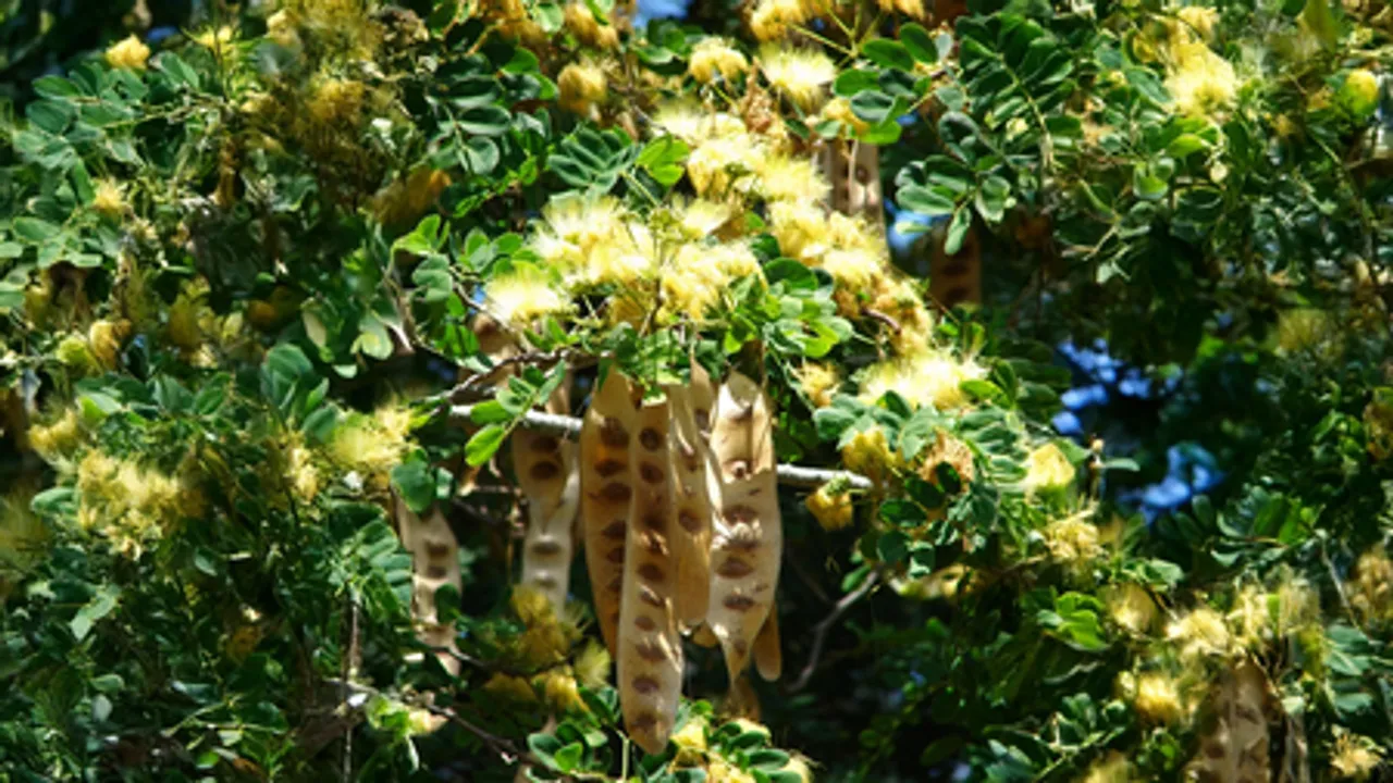 शिरीष: आयुर्वेदिक गुणों का खजाना, फायदे जानकर रह जाएंगे दंग