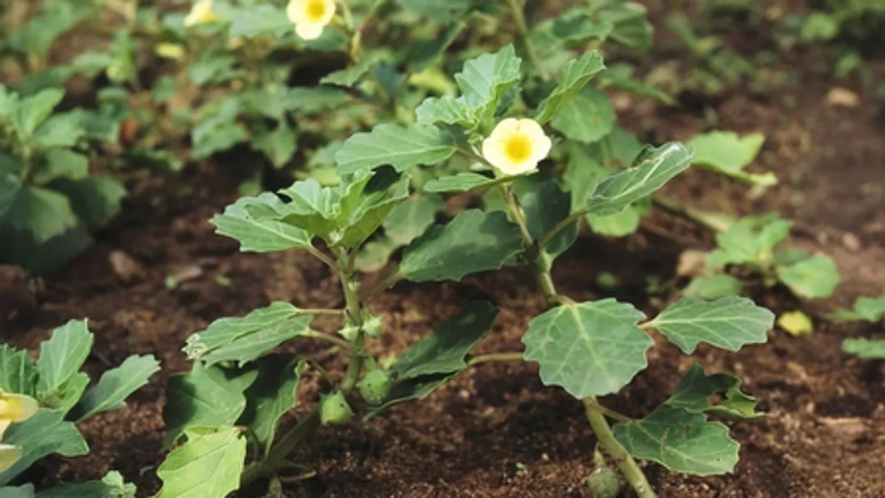 गोखरू: मूत्र और वात संबंधी रोगों का आयुर्वेदिक उपचार, जानिए फायदे