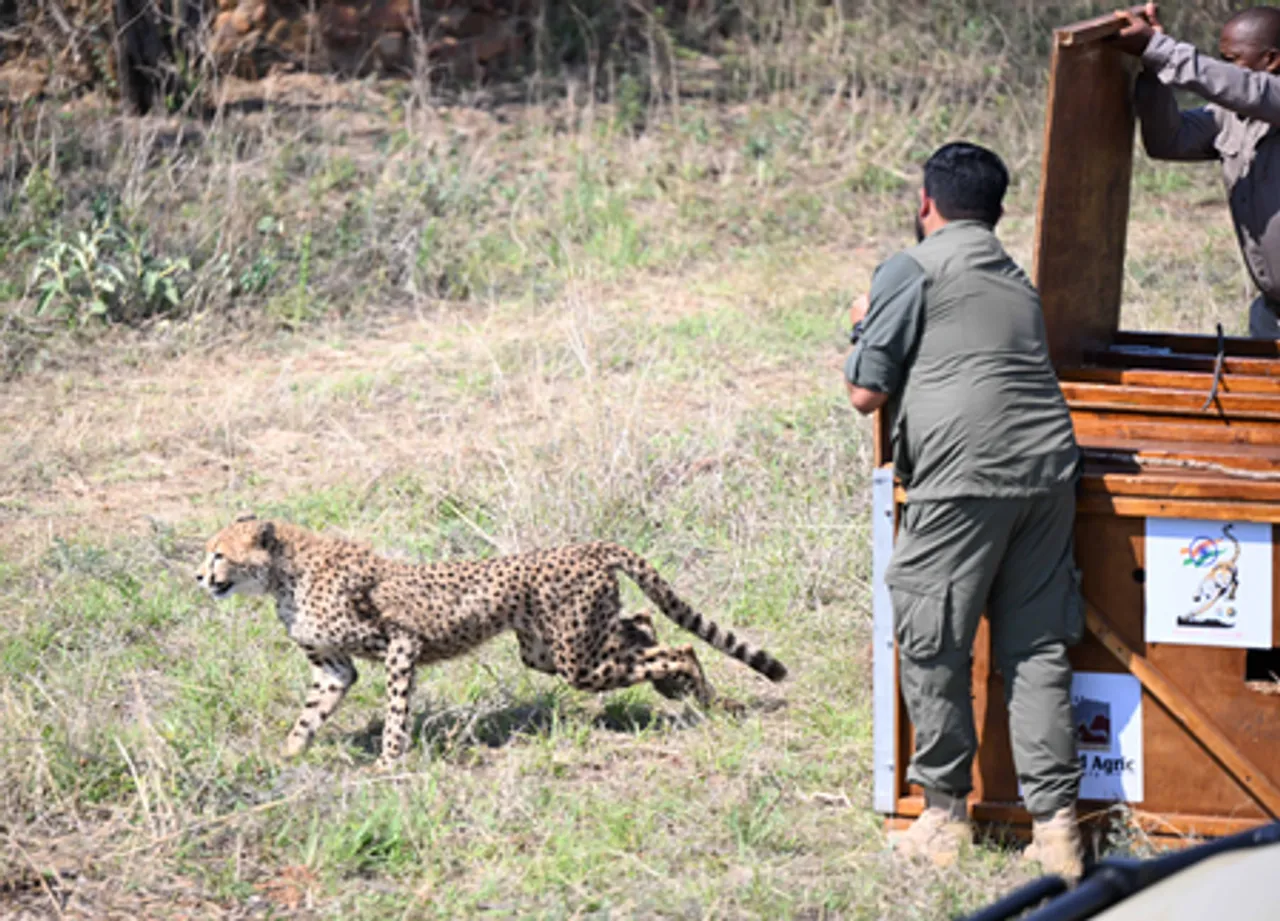राष्ट्रपति द्रौपदी मुर्मू ने किया मोकोलोडी नेचर रिजर्व का दौरा, बोत्सवाना ने 'प्रोजेक्ट चीता' के तहत भारत को सौंपे 8 चीते