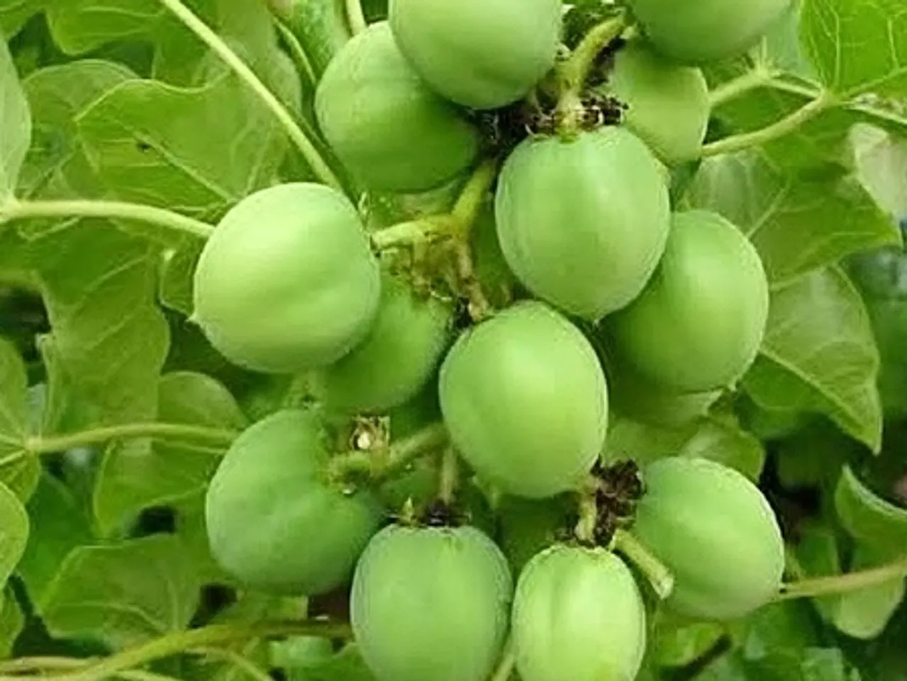 सौंदर्य गुणों को बढ़ाने के लिए रजनजोत है लाजवाब, स्किन से जुड़ी हर परेशानी होगी दूर