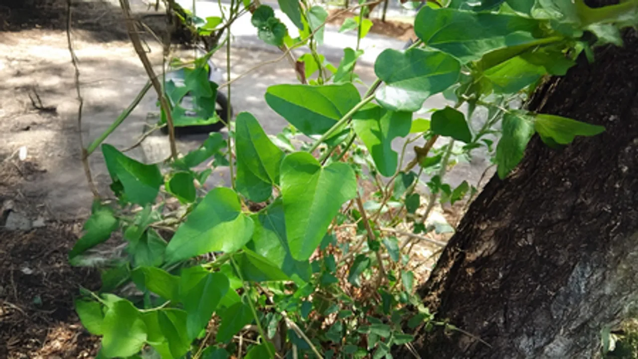 जलजमनी: आयुर्वेद की चमत्कारी औषधि, जोड़े से लेकर पाचन तक सब में फायदेमंद