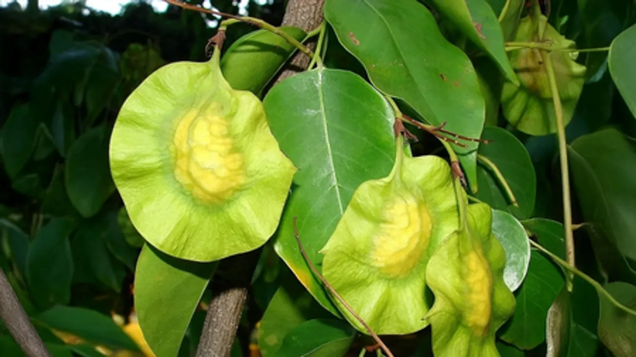 डायबिटीज ही नहीं, इन समस्याओं का भी रामबाण इलाज है विजयसार