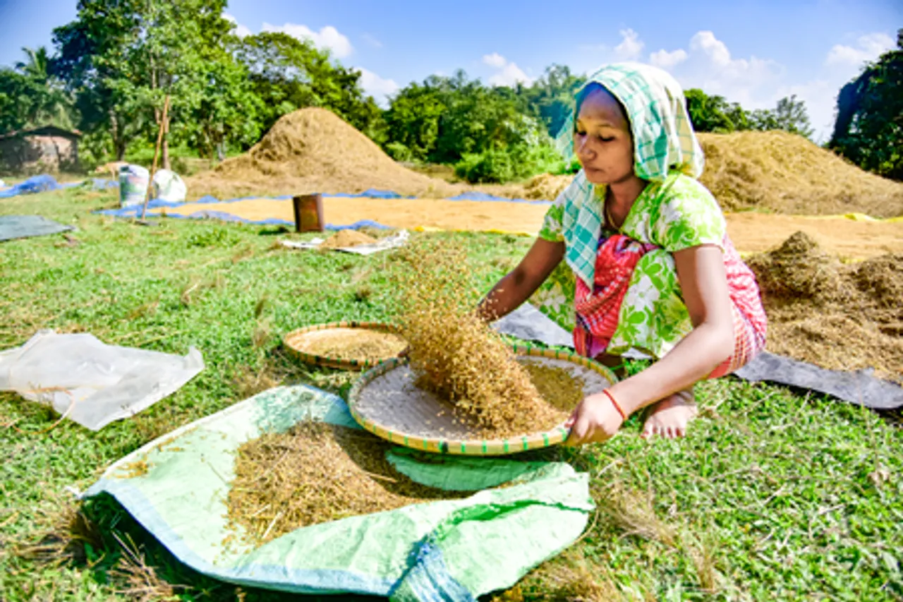 Nagaon: Women Work in Paddy Fields