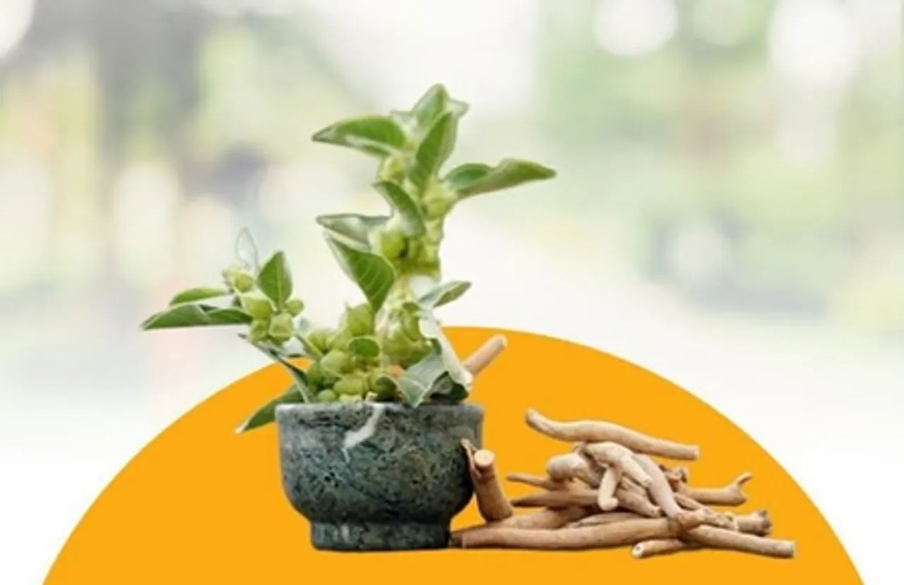 Ashwagandha benefit