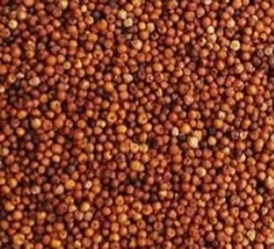 Finger millet, Raagi