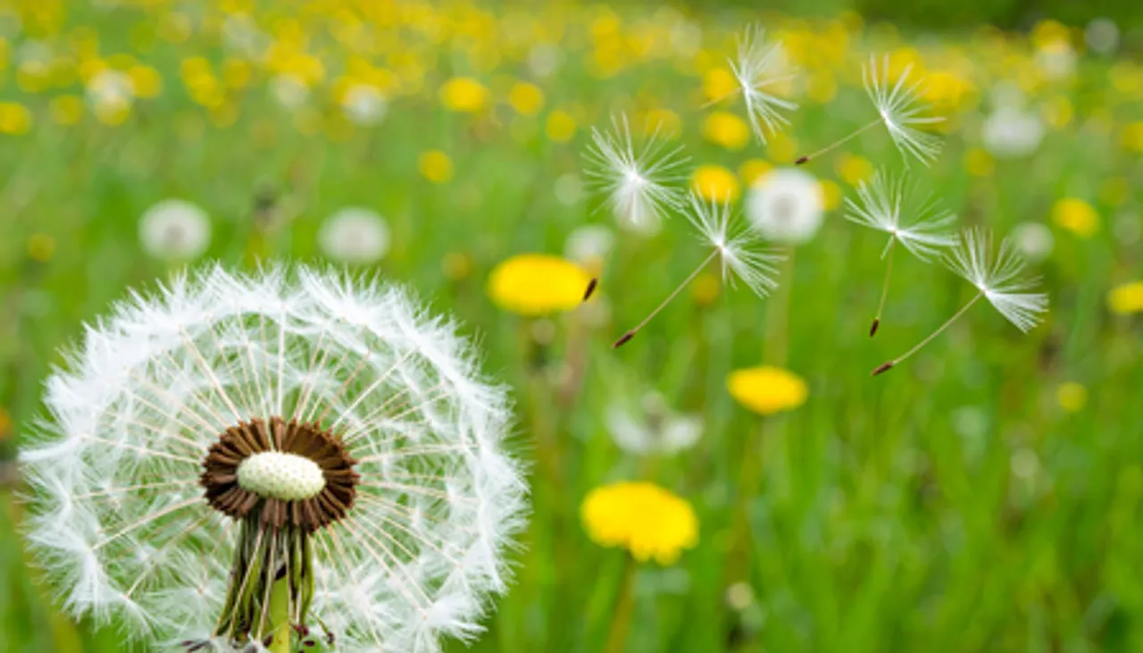 सिंहपर्णी: औषधीय गुणों का खजाना है ये छोटा सा पौधा, जानें फायदे