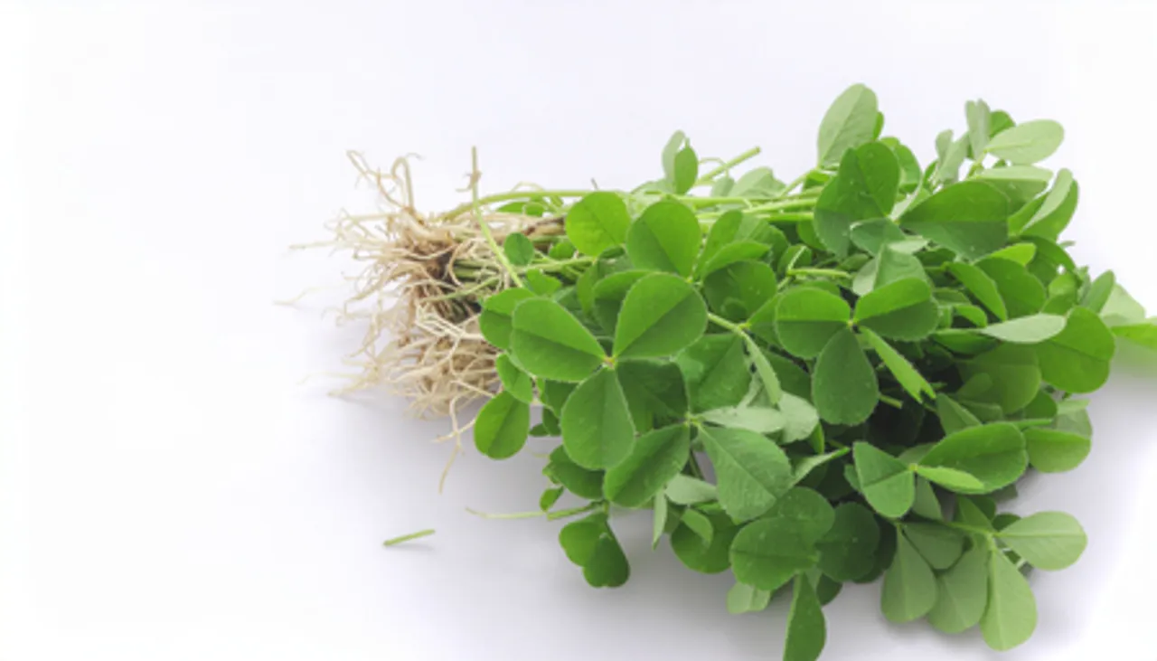 मेथी के छोटे से पत्तों में छुपा सेहत का खजाना, सर्दियों में खाने से मिलेंगे अनेक फायदे