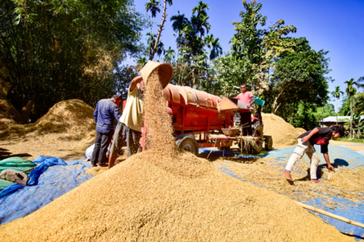 Nagaon: Farmers Harvest Paddy