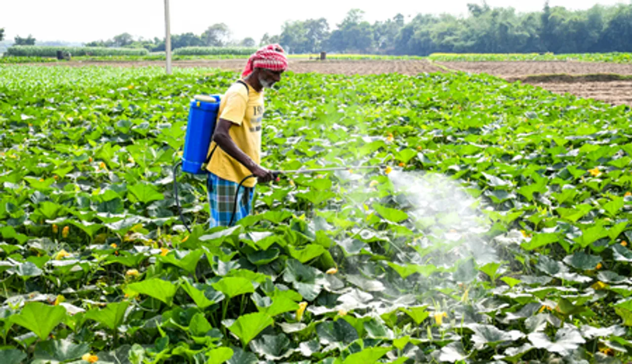Nadia: Farmer Tends Pumpkin Field