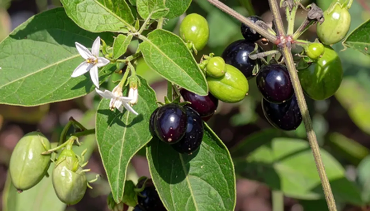 मकोय: छोटा-सा पौधा, जिसमें छिपा है औषधीय गुणों का खजाना