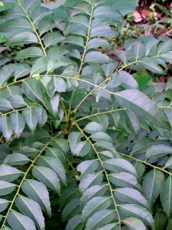 करी पत्ता: स्वास्थ्य और सौंदर्य दोनों के लिए वरदान है यह छोटा पत्ता